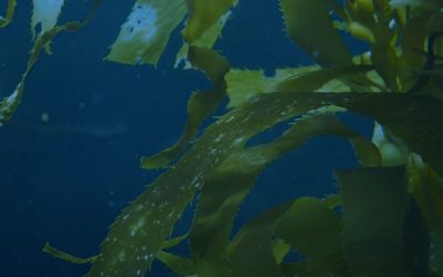 VFA enforcement against illegal abalone poaching