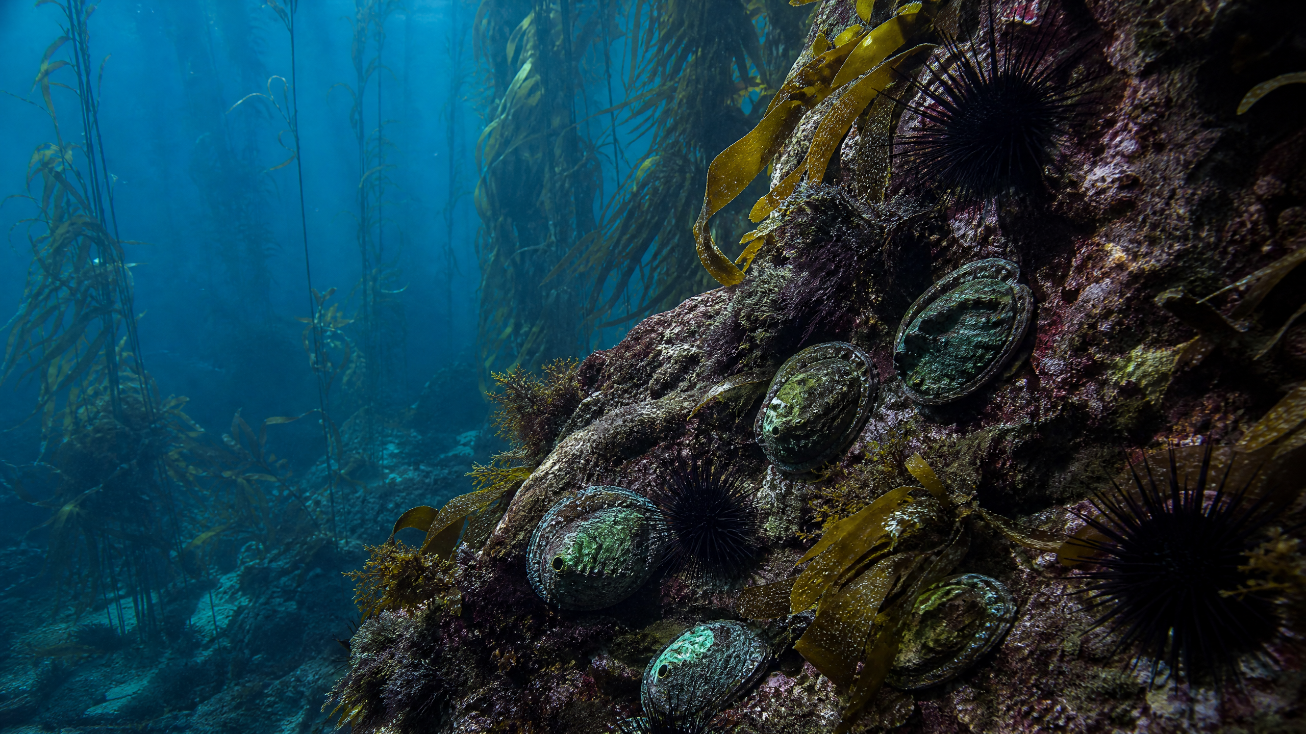 Marine reef ecosystem