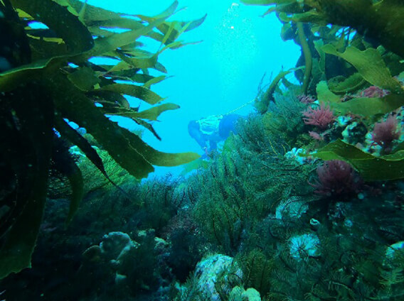 Senate Inquiry on climate-related marine invasive species