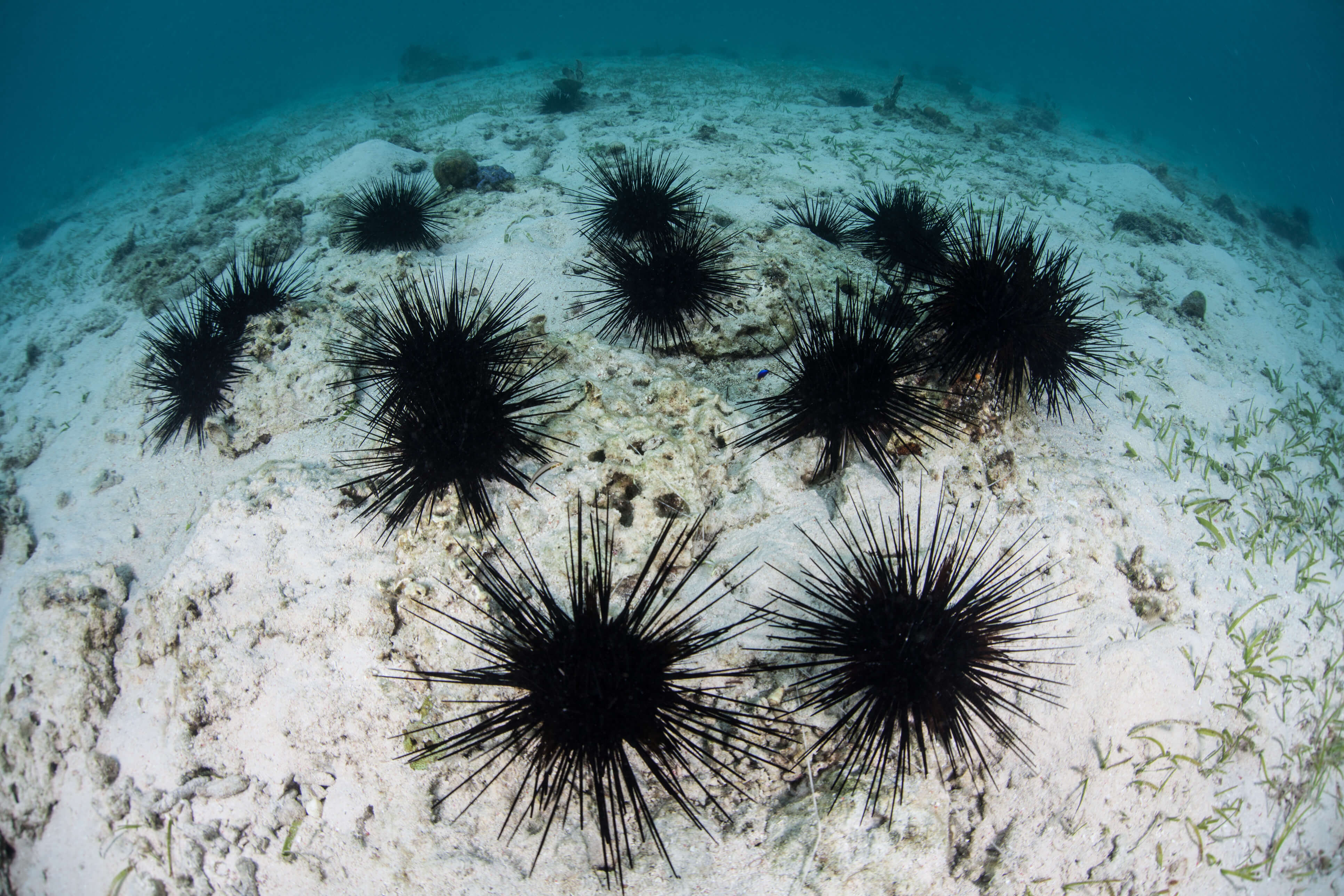 The Sea Urchin Problem for Eastern Victoria